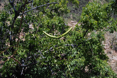 Strophanthus