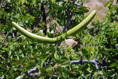 Strophanthus