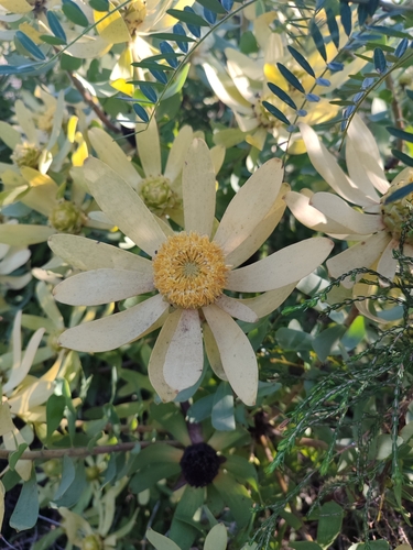 Image of Leucadendron sessile by (c) Enrica Van Rensburg, some rights reserved (CC BY)