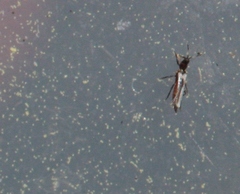 Aeolothrips kuwanaii