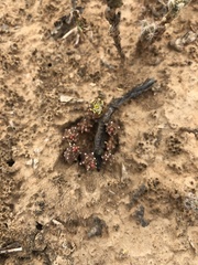 Euphorbia addoensis