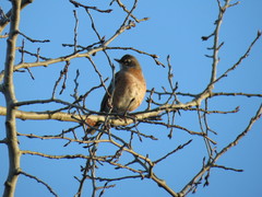 Turdus migratorius