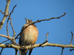 Turdus migratorius