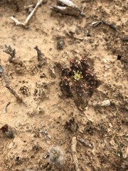 Euphorbia addoensis