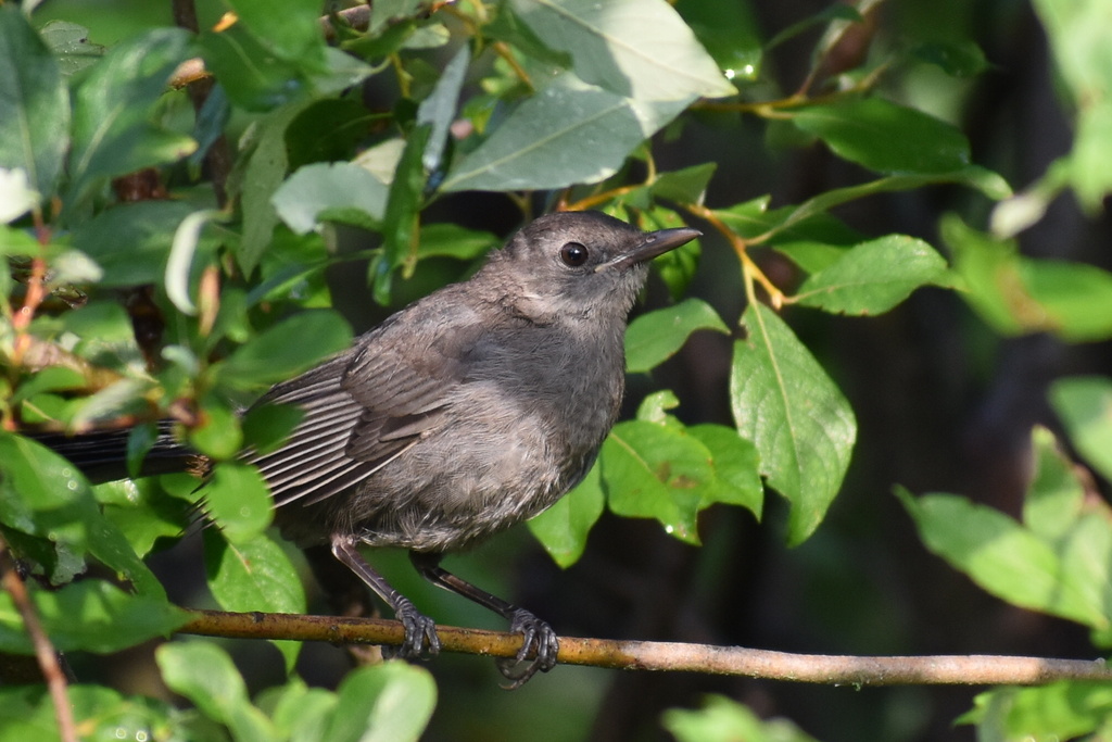 Gray Catbird From Notre Dame Du Nord QC CA On August 3 2023 At 07 36   Large 