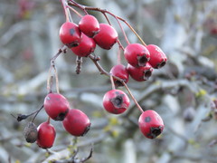 Crataegus
