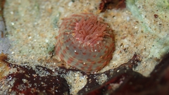 Anthopleura buddemeieri