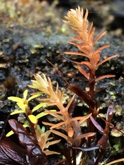 Tsuga heterophylla