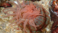 Anthopleura buddemeieri