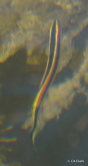 Trachinops taeniatus