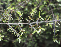 Coprosma microcarpa