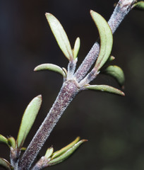 Coprosma microcarpa