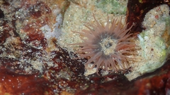 Anthopleura buddemeieri