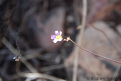 Oxalis purpurascens
