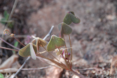 Oxalis purpurascens