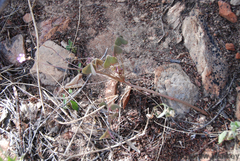 Oxalis purpurascens