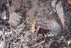 Oxalis purpurascens