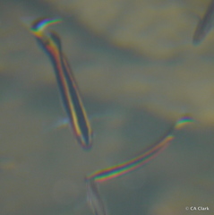 Trachinops taeniatus