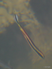 Trachinops taeniatus