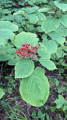 Viburnum lantanoides image