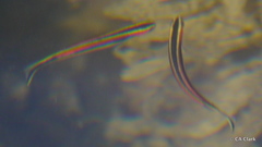 Trachinops taeniatus