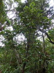 Brachyglottis rotundifolia