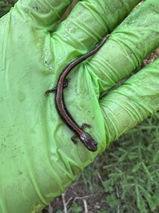 Plethodon cinereus image