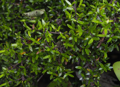 Coprosma microcarpa