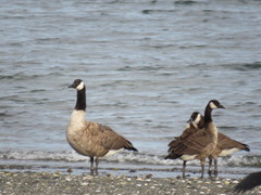 Branta canadensis