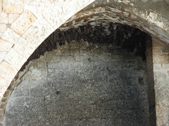 Rousettus aegyptiacus