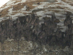 Rousettus aegyptiacus