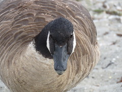 Branta canadensis