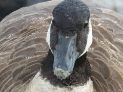 Branta canadensis