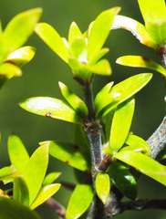 Coprosma microcarpa