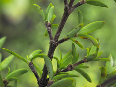 Coprosma microcarpa