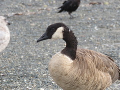 Branta canadensis