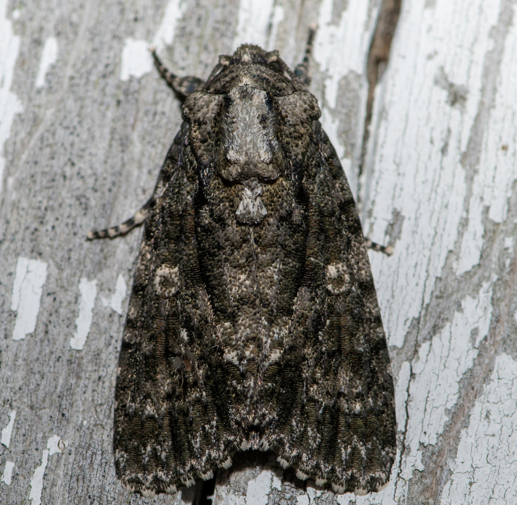 Afflicted Dagger from Allen Acres, Vernon Parish, LA, USA on July 24 ...