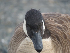 Branta canadensis