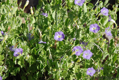 Ruellia currorii