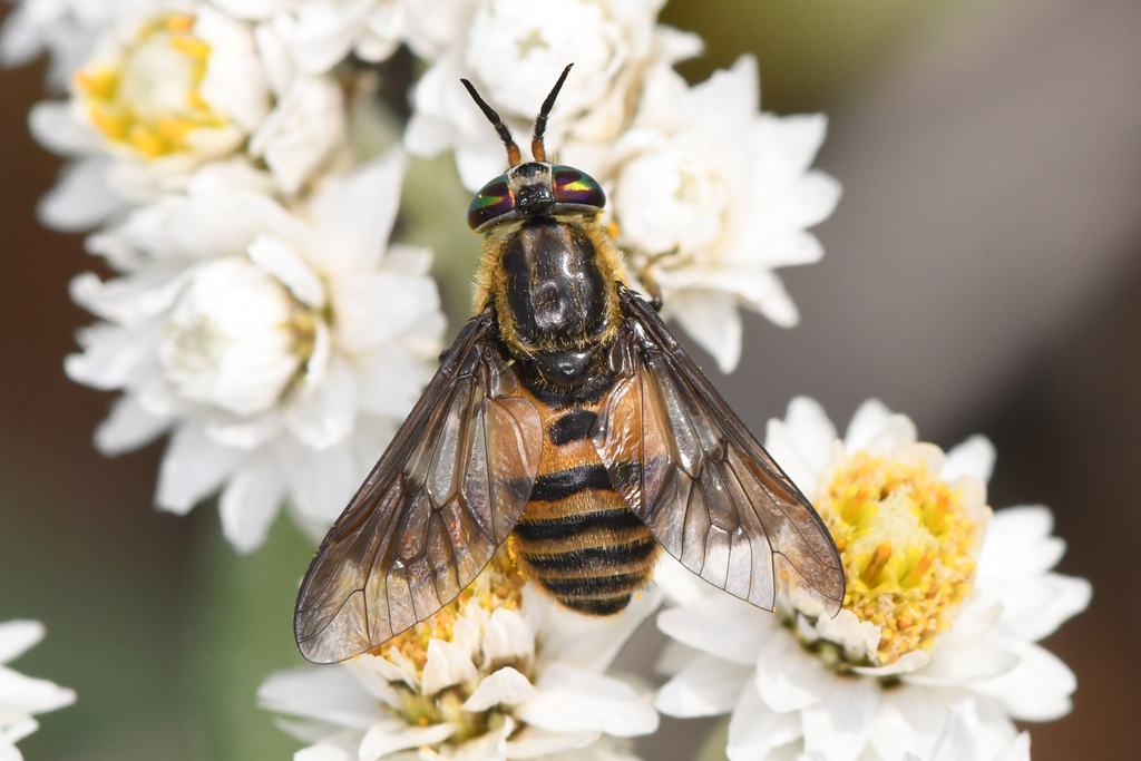 Shining Deer Fly