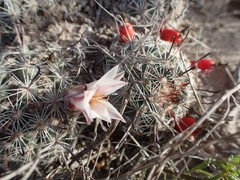 Mammillaria hutchisoniana hutchisoniana