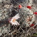 Mammillaria hutchisoniana hutchisoniana - Photo no rights reserved, uploaded by rockybajada