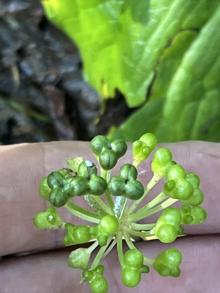 wide leek from Dinnerbell Rd, Butler, PA, US on August 8, 2023 at 0848