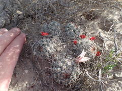 Mammillaria hutchisoniana hutchisoniana