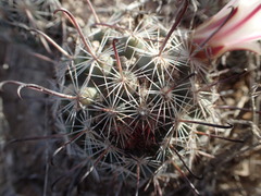 Mammillaria hutchisoniana hutchisoniana