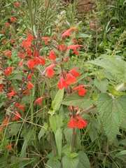 Image of Salvia coccinea