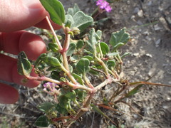 Abronia gracilis