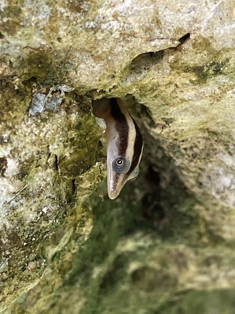 Cochran's Least Gecko