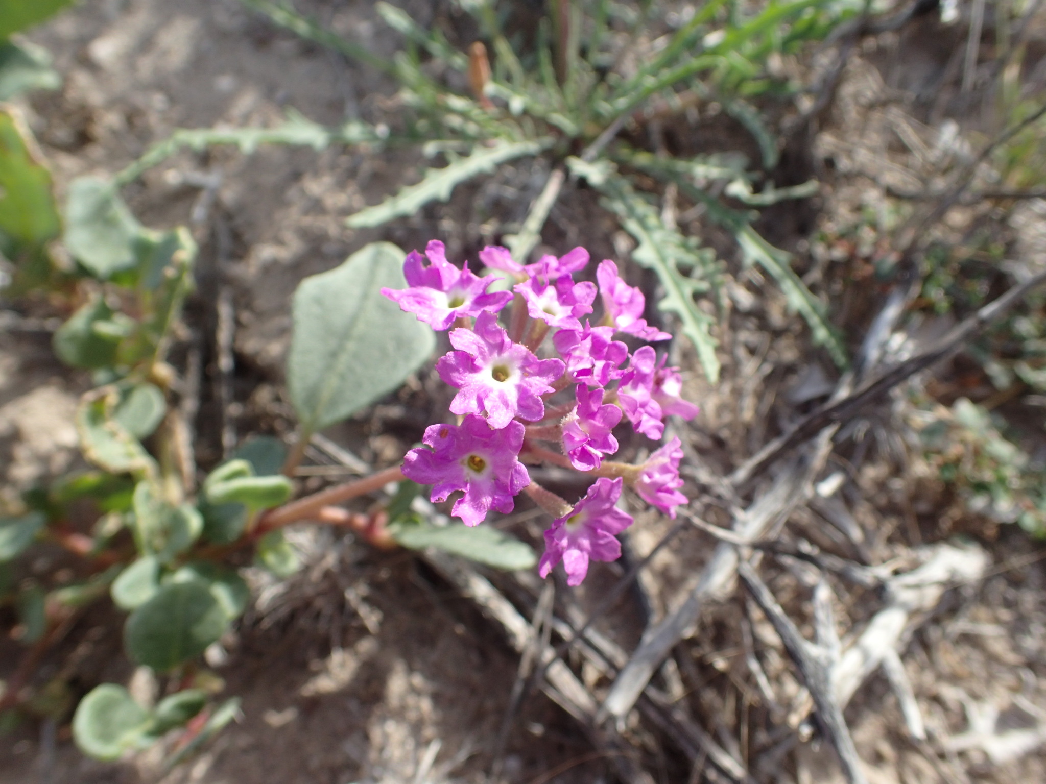 Abronia gracilis
