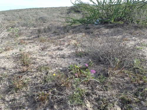 Image of Abronia gracilis by no rights reserved
